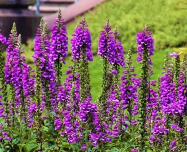 Słoneczna rabata, która zachwyca: penstemon jako gwiazda letniego ogrodu