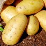 Skrobia oporna na talerzu: sprytne sposoby, by wpleść ją w codzienny jadłospis i zyskać dłuższą sytość